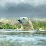Eisbären mit kleinen Ohren als Anpassung zum Leben in der Kälte