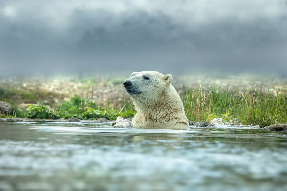 Eisbären mit kleinen Ohren als Anpassung zum Leben in der Kälte