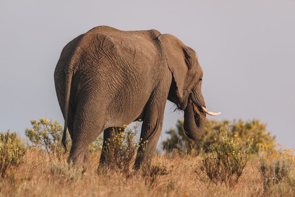  Elefanten große Ohren stellen eine wichtige Funktion dar