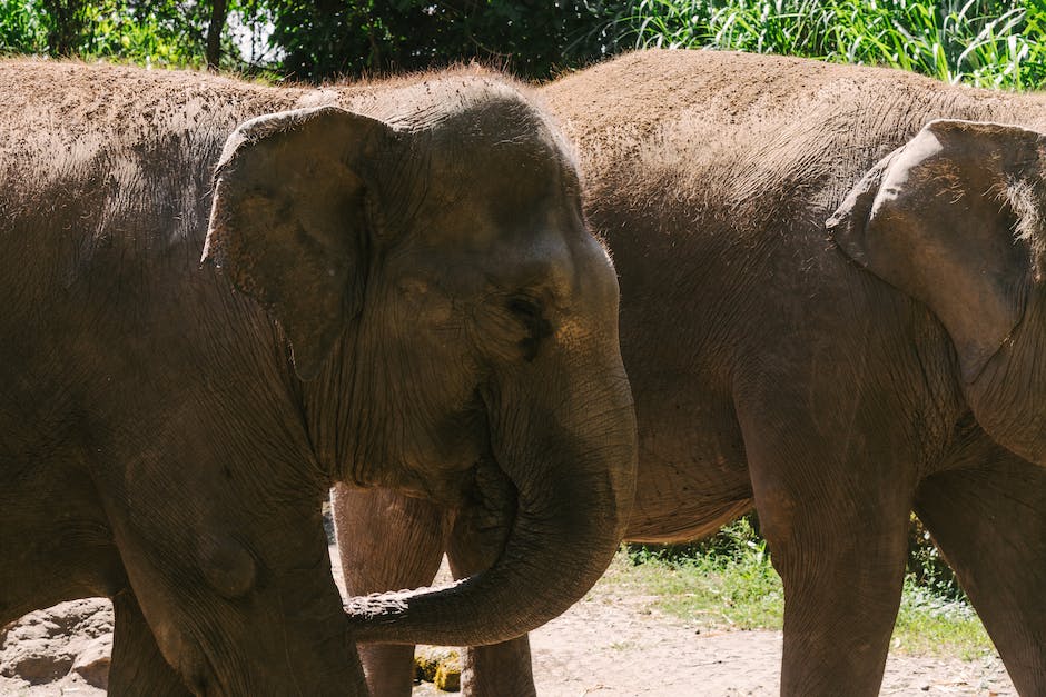  Warum haben Elefanten so große Ohren? - Erklärung der faszinierenden Anpassung