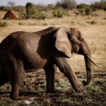 Elefantenohren als Wärmeabgeber