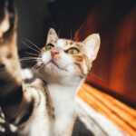 Katzenohrenpflege und Kratzverhalten