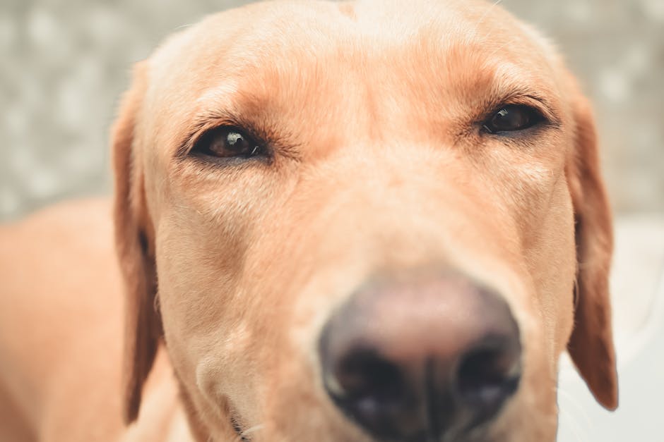  Warum lecken Hunde die Ohren - eine Erklärung