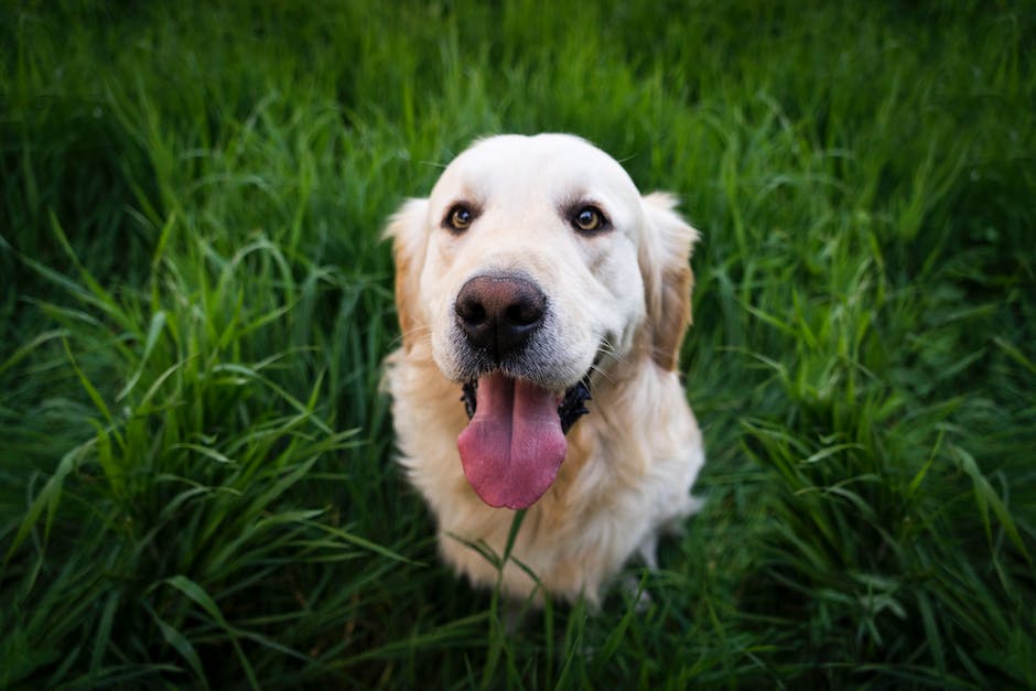 Hunde lecken ihre Ohren aus körperlichen und emotionalen Gründen