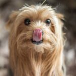 Warum Hunde Menschen Ohren ablecken
