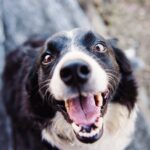 Warum lecken Hunde Ohren - ein Einblick in die Funktion der Fellpflege
