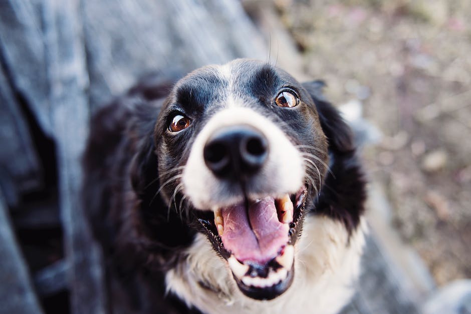 Warum lecken Hunde Ohren - ein Einblick in die Funktion der Fellpflege