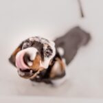 warum Hunde Ohren lecken