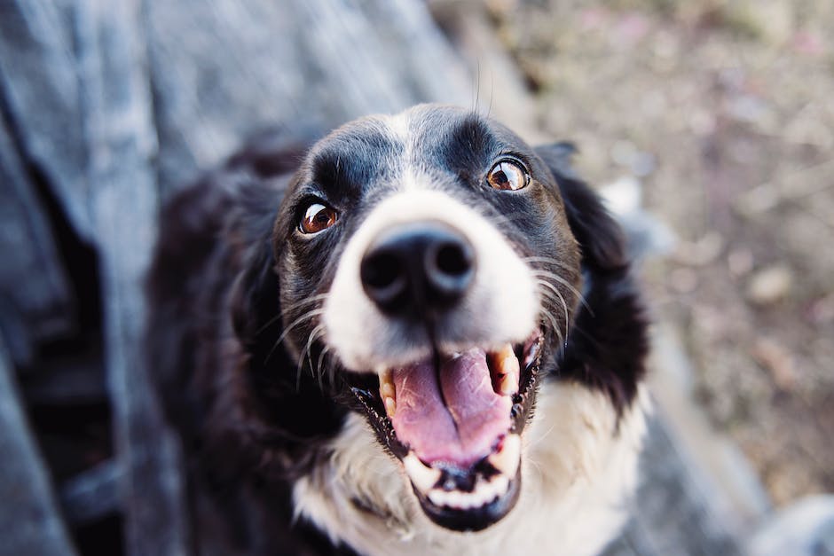 Hunde-Ohrenlecken  als Ausdruck ihrer Zuneigung