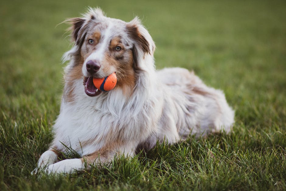  Ohrenstellung beim Hund