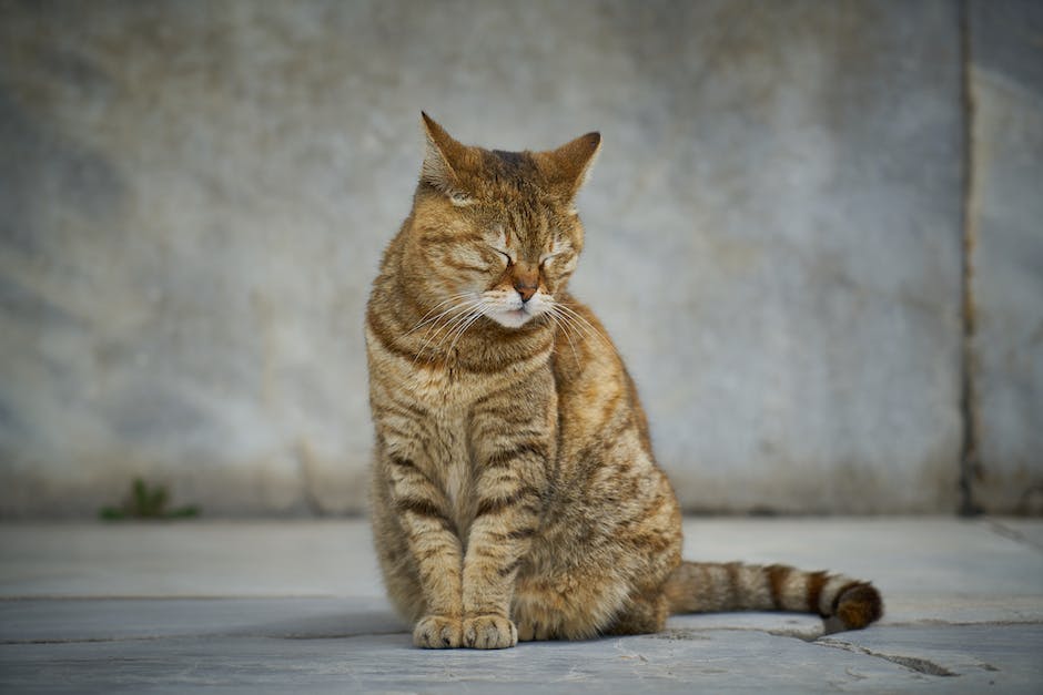 Katze mit heißen Ohren Qualle aufgrund von Fieber Symptom