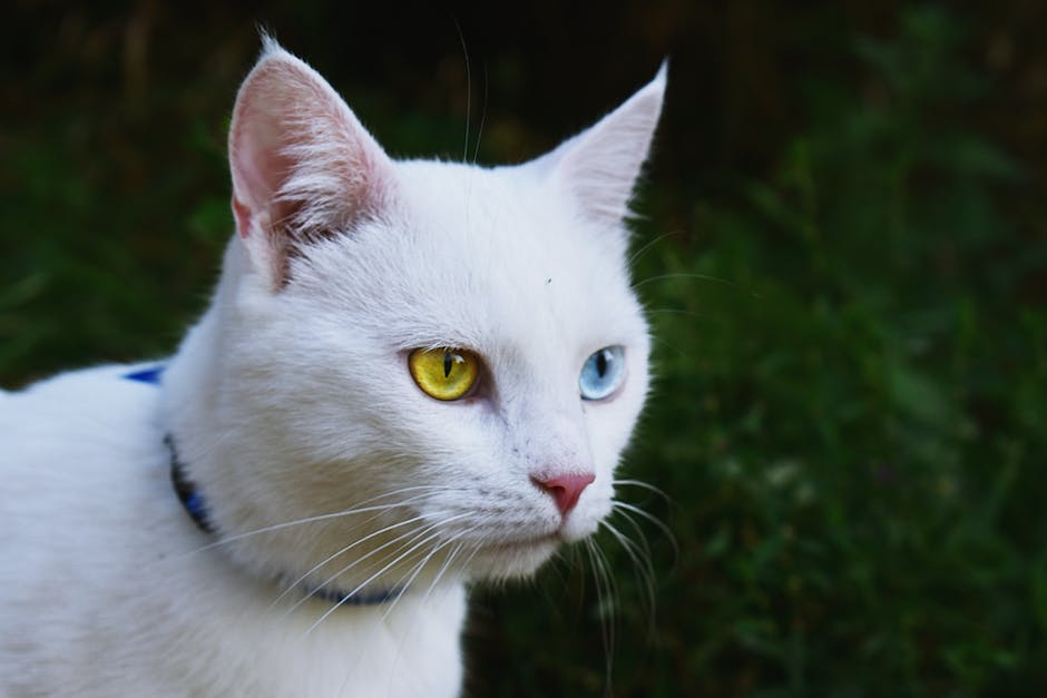 Katzen Ohren Kratzen Gründe