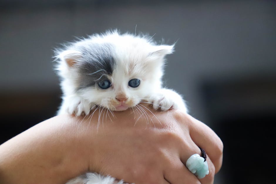  Katze kratzt sich am Ohr