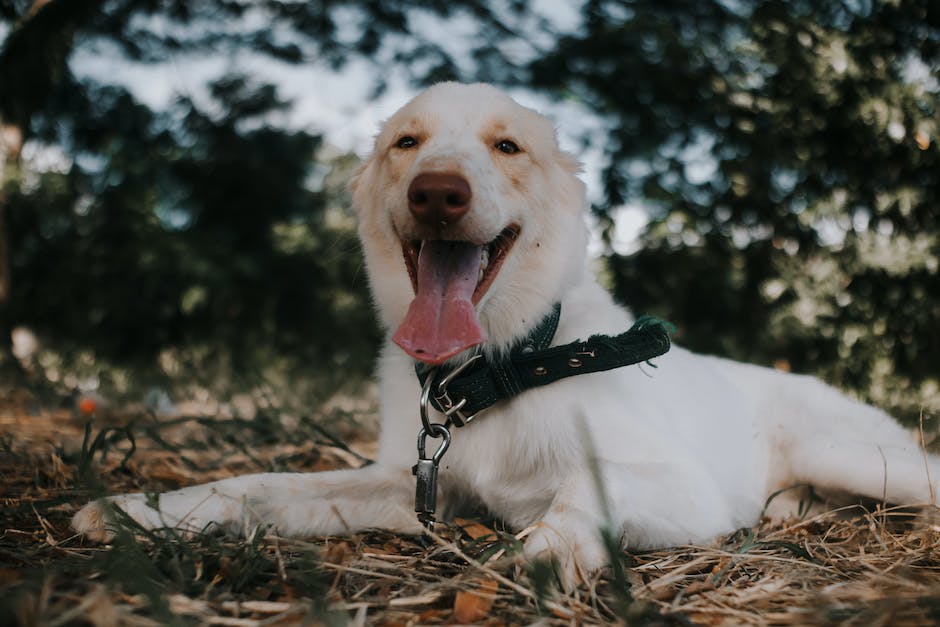 Warum lecken Hunde Menschen Ohren? SEO-optimiert