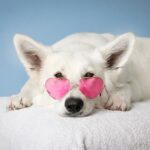 Warum Hunde Menschen Ohren lecken