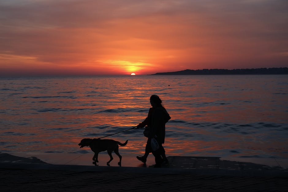  Warum leckt mein Hund meine Ohren ab? - Hintergrund & Möglichkeiten