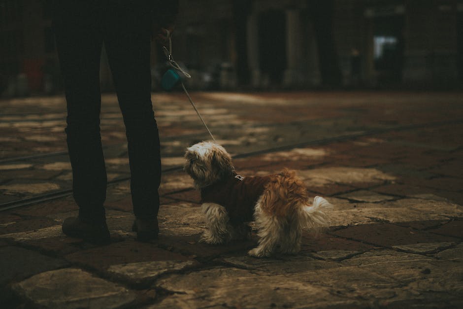 Warum leckt mein Hund mich am Ohr?