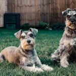 Hundeohren schlecken - Grund und Folgen
