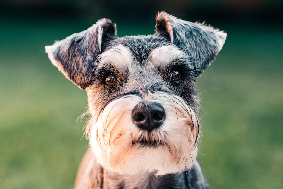 Angelegte Ohren beim Hund-Bedeutung erklärt