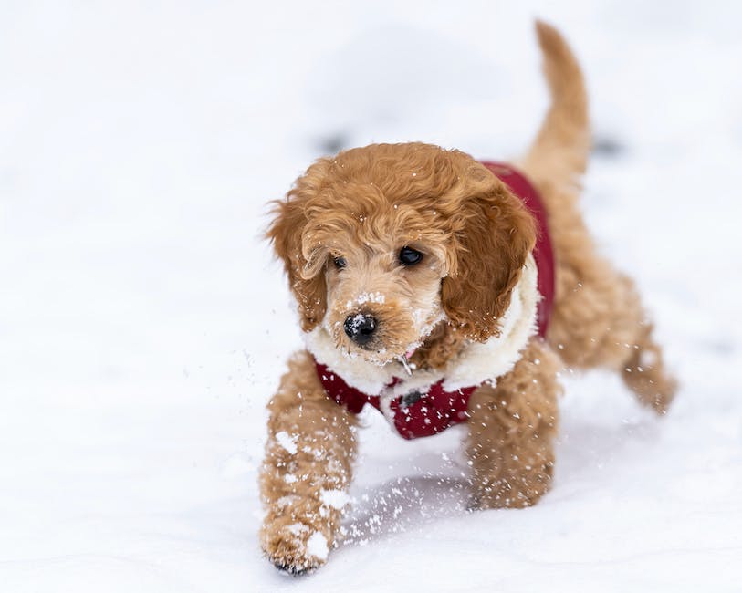 Kalte Ohren bei Hunden: Ursachen, Symptome und Behandlung