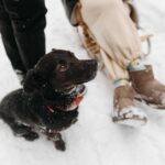 Kalte Ohren bei Hunden: Symptome, Ursachen und Behandlung