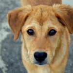 Hundeohren: Warum legt mein Hund die Ohren an?