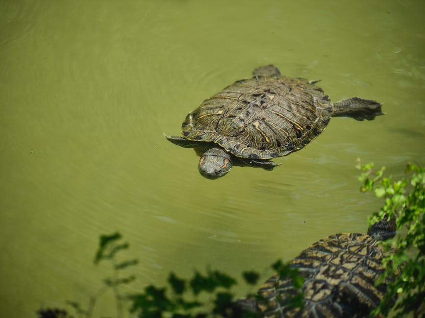  Ohrenschmerzen durch Wasser im Ohr vermeiden