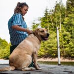 Hilfe bei Wasser im Ohr bei Hunden