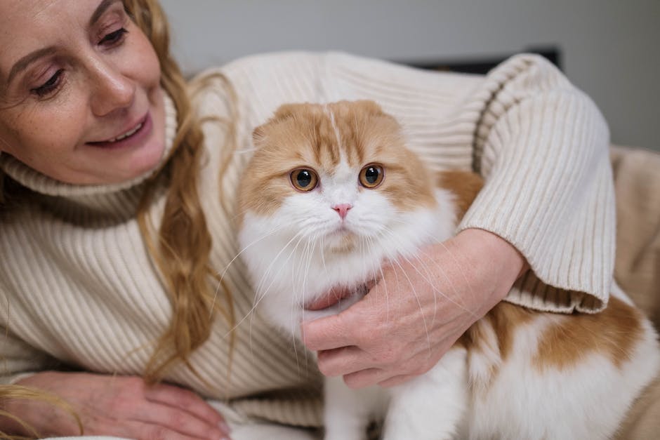  Katzen mit Geknickten Ohren