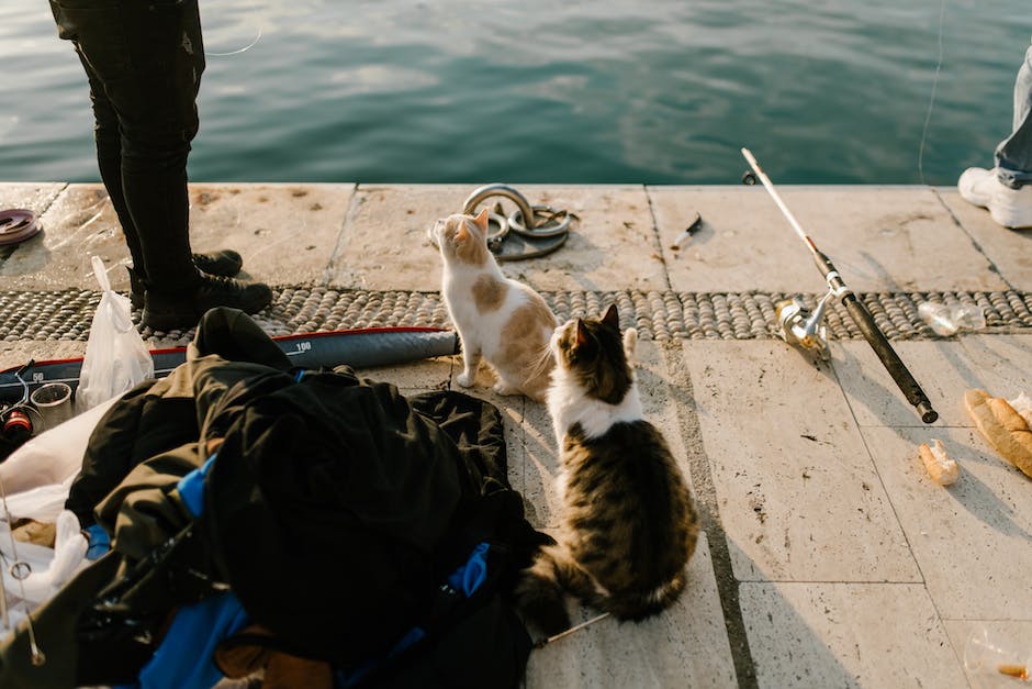 Katzen mit geknickten Ohren