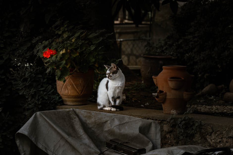  Ohrenreinigung für Katzen