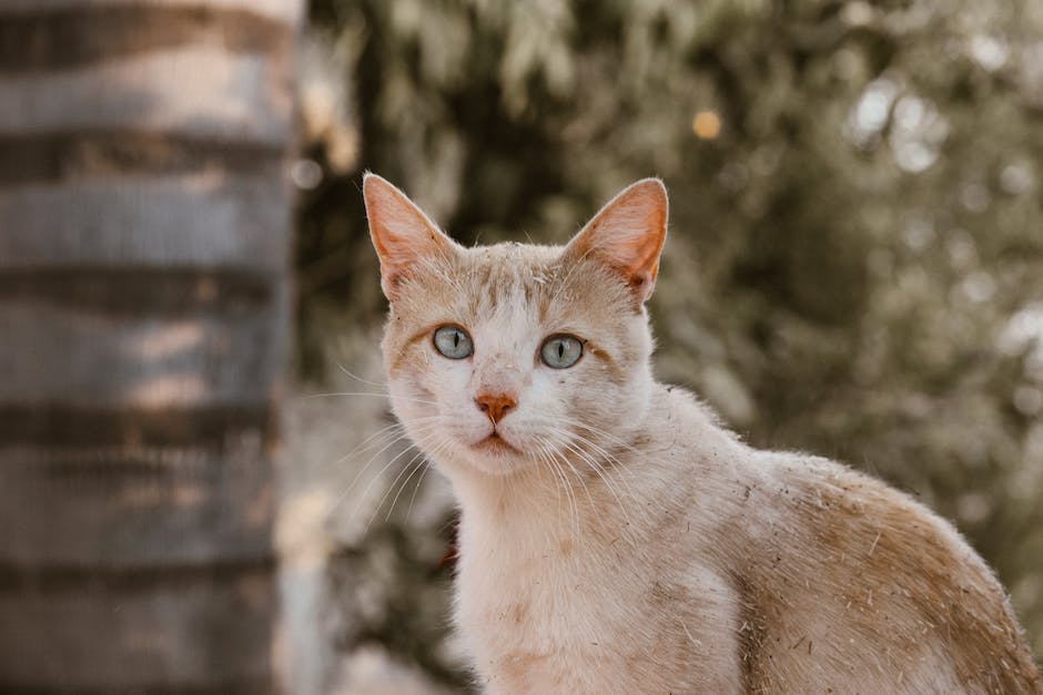 wie man Katzenohren reinigt