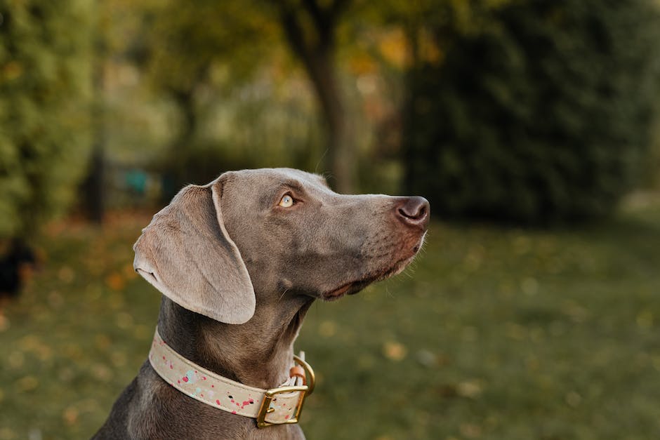 Ohrenreinigung bei Hunden - Wie oft?