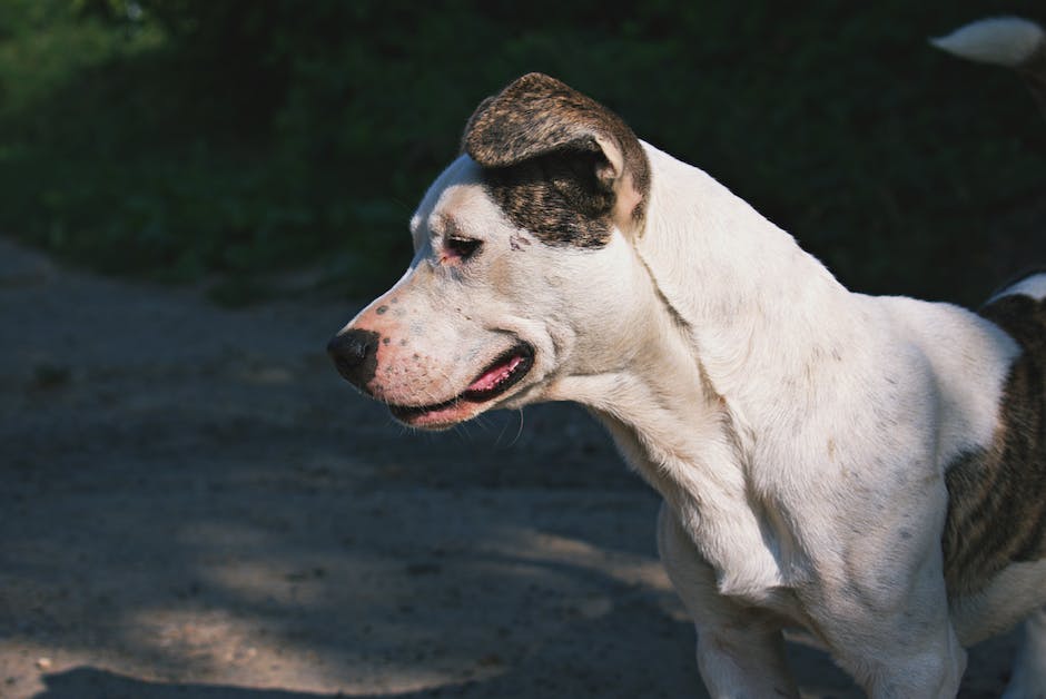 Hundeohren putzen - Tipps zur Ohrenpflege von Hunden