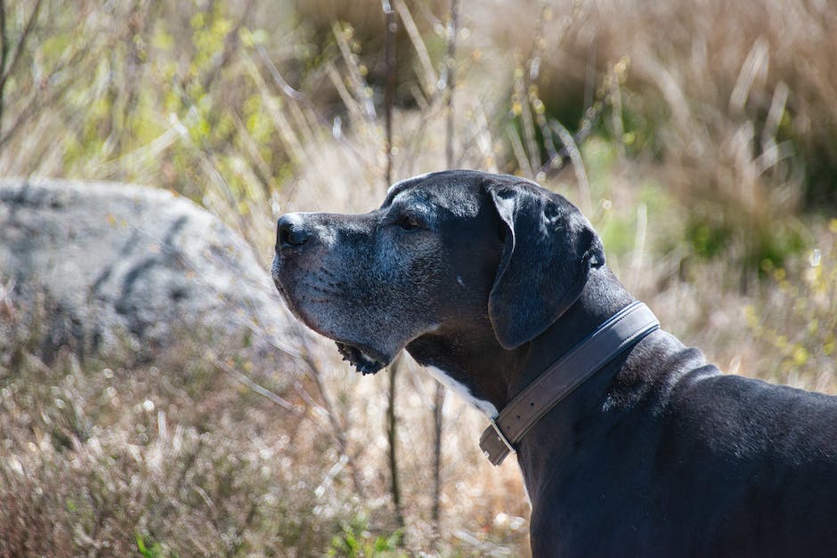  Ohrenreinigung bei Hunden