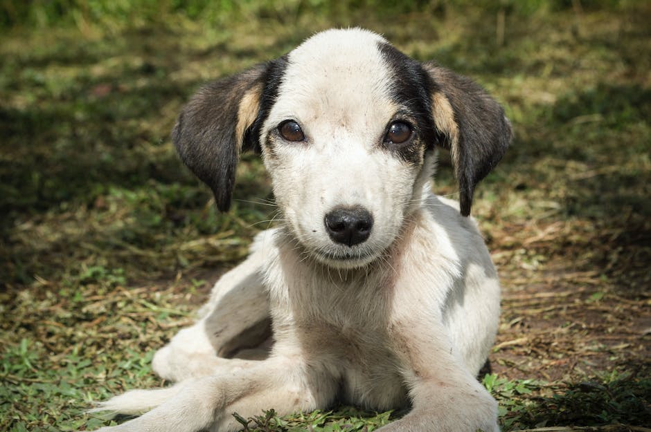 Milben im Ohr des Hundes