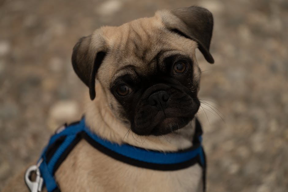  Milben im Ohr beim Hund - ein Überblick