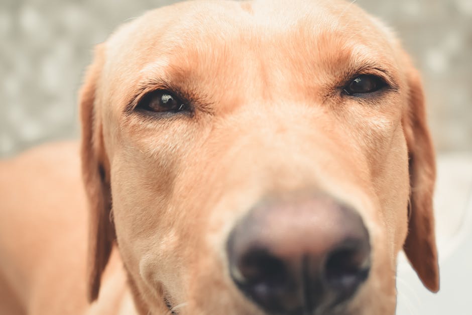 Wieso lecken Hunde ihre Ohren?